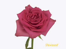 Chocсo Rust (Чокко Раст) (Мультифлора)